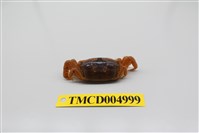 藏品(隆背大眼蟹)的圖片